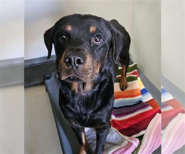 Medium Photo #1 Rottweiler Puppy For Sale in Bakersfield, CA, USA