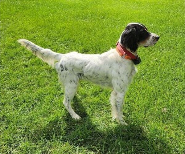 Medium Photo #1 English Setter Puppy For Sale in HANCOCK, MN, USA