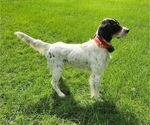 Small Photo #1 English Setter Puppy For Sale in HANCOCK, MN, USA