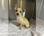 Small #9 Chihuahua Mix