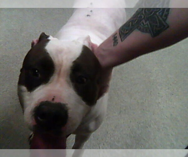 Medium Photo #1 American Bulldog-Unknown Mix Puppy For Sale in Fort Collins, CO, USA