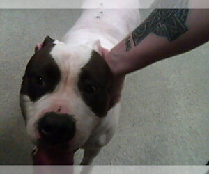 American Bulldog-Unknown Mix Dogs for adoption in Fort Collins, CO, USA