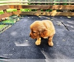 Small #4 Golden Retriever