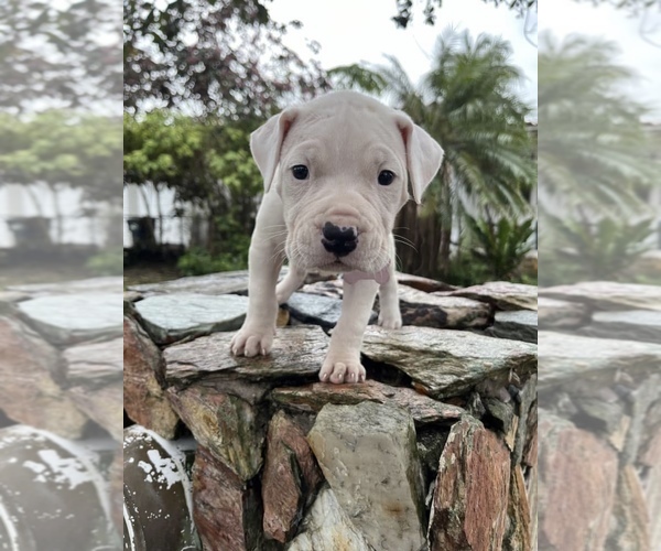 Medium Photo #2 Dogo Argentino Puppy For Sale in MIAMI, FL, USA
