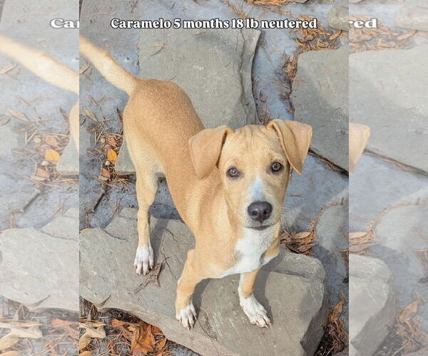 Medium Photo #1 Labrador Retriever-Unknown Mix Puppy For Sale in Virginia Beach, VA, USA