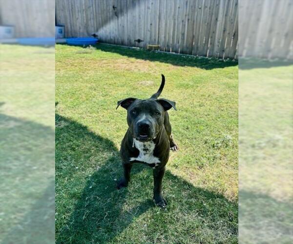 Medium Photo #1 Mutt Puppy For Sale in Temple, TX, USA