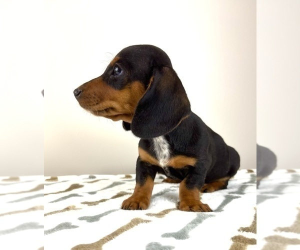 Medium Photo #6 Dachshund Puppy For Sale in INDIANAPOLIS, IN, USA