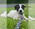 Small #16 Lab-Pointer