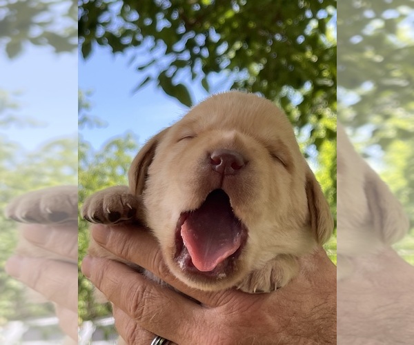Medium Photo #3 Labrador Retriever Puppy For Sale in BROWNS VALLEY, CA, USA