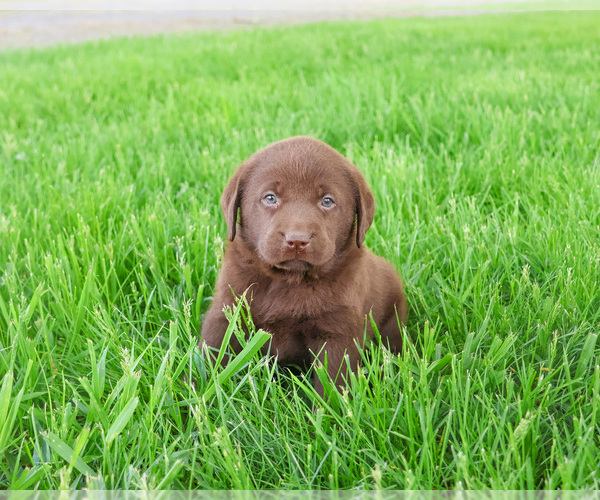 Medium Photo #4 Labrador Retriever Puppy For Sale in SYRACUSE, IN, USA