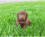 Small #3 Labrador Retriever