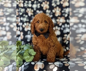 Medium Goldendoodle (Miniature)