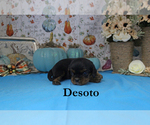 Small Photo #61 Cavalier King Charles Spaniel Puppy For Sale in CHANUTE, KS, USA