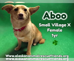 Mutt Dogs for adoption in Anchorage, AK, USA