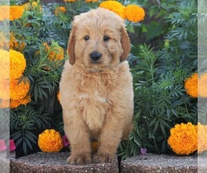 Goldendoodle Puppy for sale in FREDERICKSBG, OH, USA
