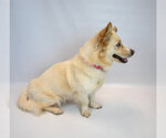 Small #4 Basset Hound-Siberian Husky Mix