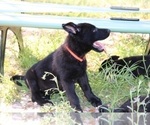 Small Photo #7 German Shepherd Dog Puppy For Sale in AUSTIN, TX, USA