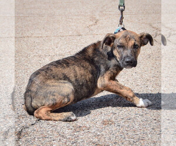 Medium Photo #3 Boxer-German Shepherd Dog Mix Puppy For Sale in Huntley, IL, USA