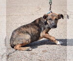 Small #2 Boxer-German Shepherd Dog Mix