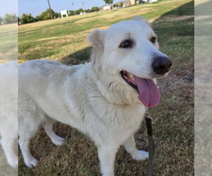 Great Pyrenees-Unknown Mix Dogs for adoption in Grand Prairie, TX, USA