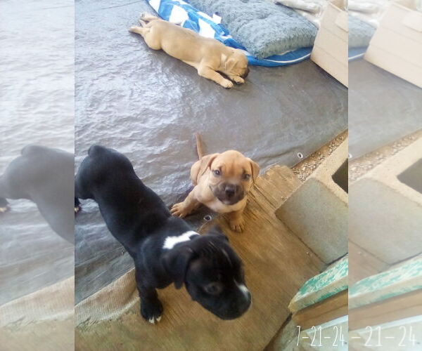 Medium Photo #18 Bulldog-Unknown Mix Puppy For Sale in Apple Valley, CA, USA