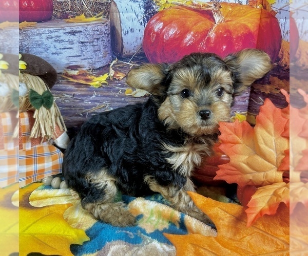 Medium Photo #3 Morkie Puppy For Sale in CASSVILLE, MO, USA