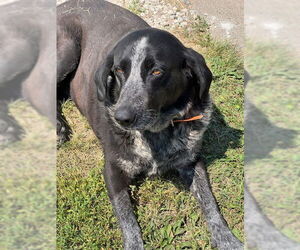 Bluetick Coonhound-German Shorthaired Pointer Mix Dogs for adoption in Princeton, MN, USA