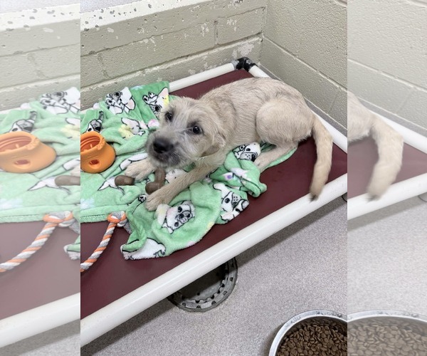 Medium Photo #2 Poodle (Standard)-Unknown Mix Puppy For Sale in SHERBURNE, NY, USA