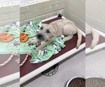Small #1 Poodle (Standard) Mix