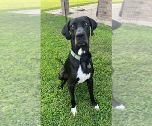 Great Dane Dogs for adoption in Bullard, TX, USA