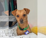 Small #4 Chihuahua