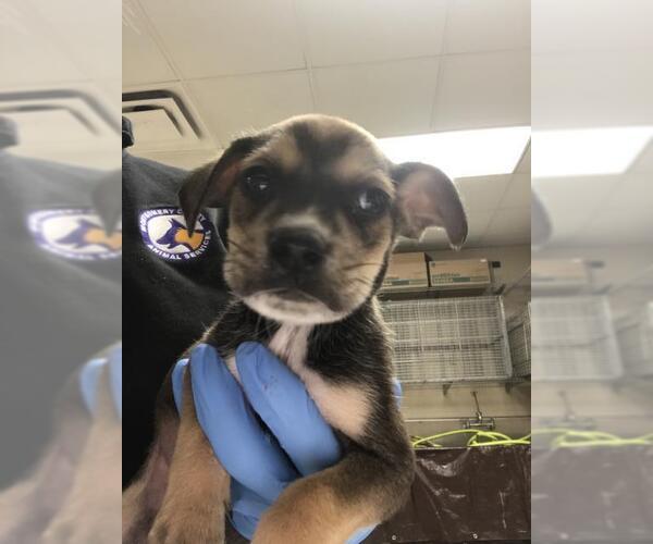 Medium Photo #1 Black and Tan Coonhound Puppy For Sale in Conroe, TX, USA