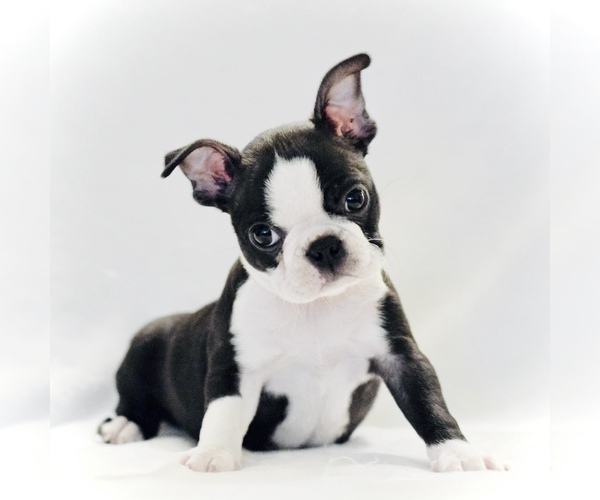 Medium Photo #3 Boston Terrier Puppy For Sale in YUCAIPA, CA, USA
