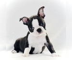 Small #2 Boston Terrier
