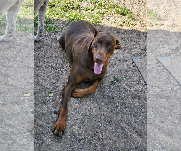 Medium Photo #9 Doberman Pinscher Puppy For Sale in Buffalo, MN, USA