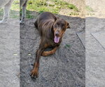 Small #8 Doberman Pinscher