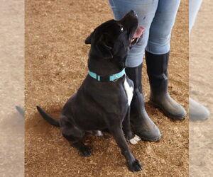 American Staffordshire Terrier-Unknown Mix Dogs for adoption in Lawrenceburg, TN, USA