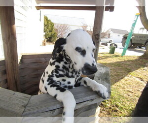 Dalmatian Puppy for sale in FORT WAYNE, IN, USA