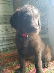 Labradoodle-Poodle (Standard) Mix Puppy for sale in ALTON, MO, USA