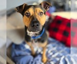 Small #1 Black and Tan Coonhound Mix