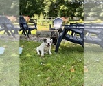 Small #4 American Bulldog