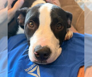 Mutt Dogs for adoption in Canton, CT, USA