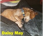 Small Photo #25 Dachshund Puppy For Sale in San Antonio, TX, USA
