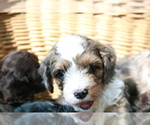 Small Photo #12 Cocker Spaniel-Poodle (Miniature) Mix Puppy For Sale in DUBARD, MS, USA