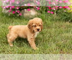 Small #1 Cocker Spaniel