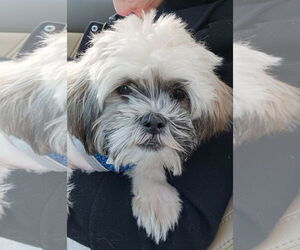 Shih Tzu Dogs for adoption in Spring Lake, NC, USA