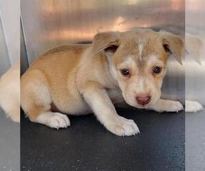Mutt Dogs for adoption in San Antonio, TX, USA
