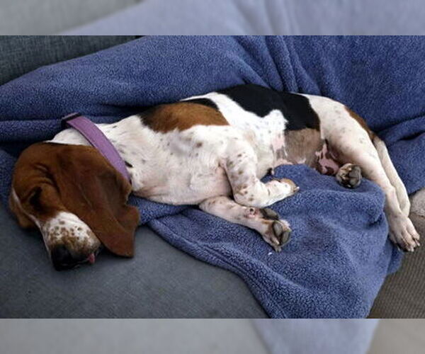 Medium Photo #5 Basset Hound Puppy For Sale in Deepwater, NJ, USA