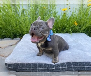 French Bulldog Puppy for Sale in FAIRFIELD, California USA