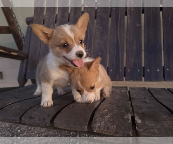 Medium Photo #3 Pembroke Welsh Corgi Puppy For Sale in CASA GRANDE, AZ, USA